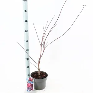 5x Acer Palmatum Skeeter's Broom 19cm Pot 60cm Shrub Plant